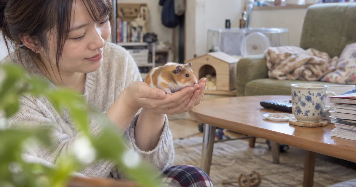 両手にのったゴールデンハムスター