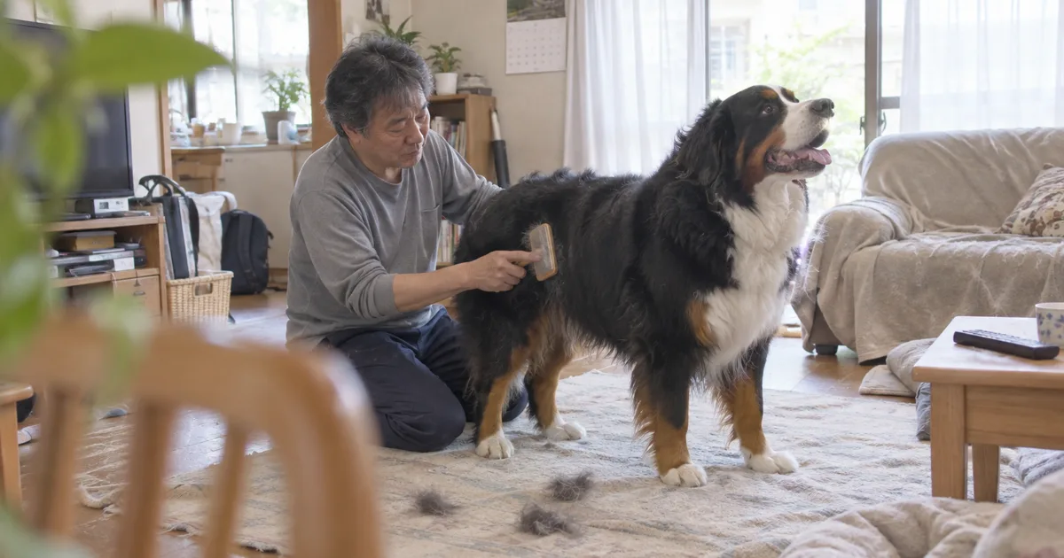 リビングの床でバーニーズマウンテンドッグをブラッシングする50代の男性