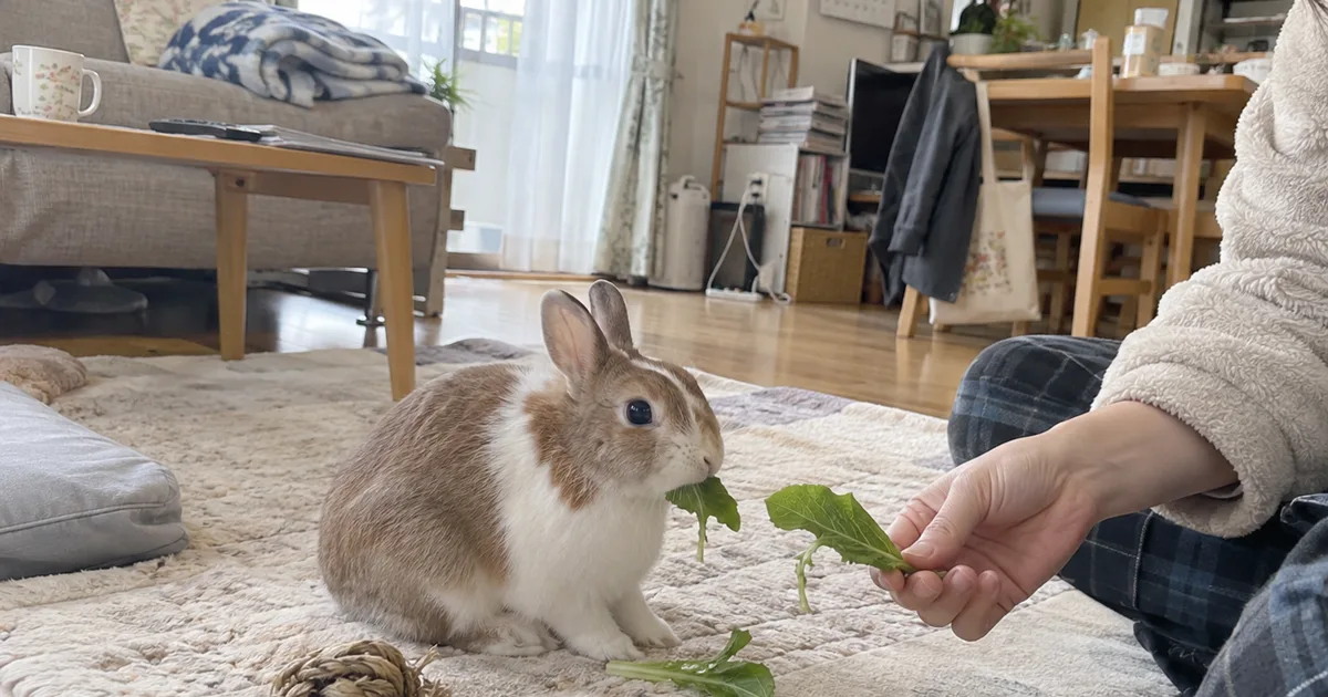 明るいリビングで葉野菜を食べるうさぎ